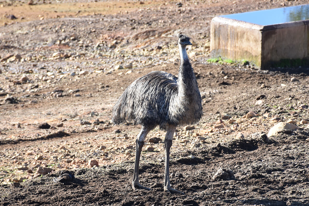 Emú, La Reserva Del Castillo De Las Guardias